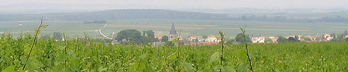 Cormicy - Champagne - Date de Vendange 2007 / Fleur chardonnay - 23 mai